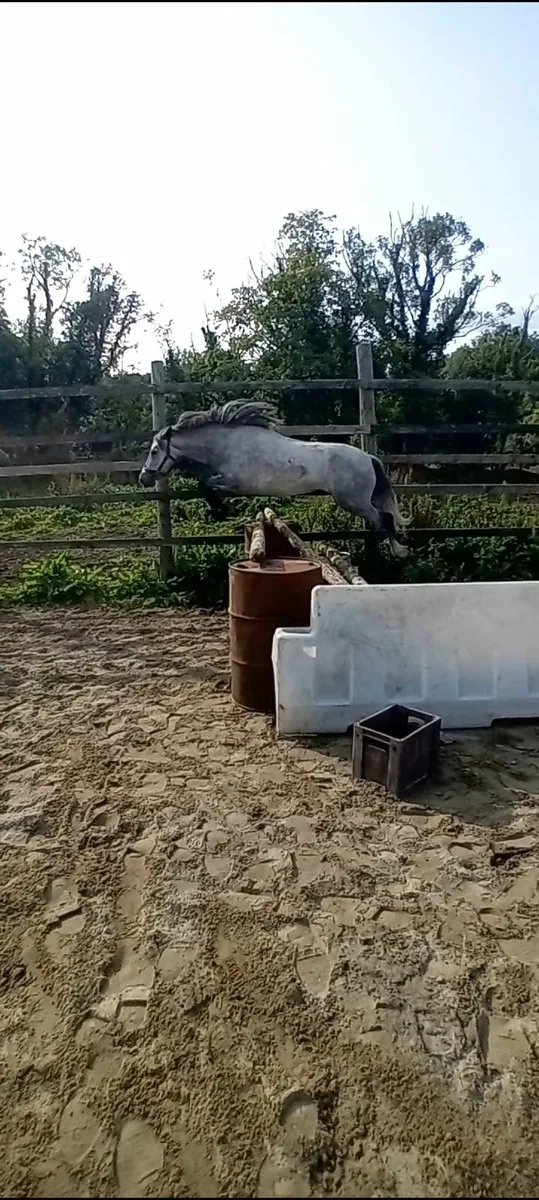 Jumping Pony - Image 2