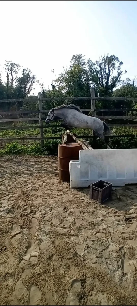 Jumping Pony - Image 1