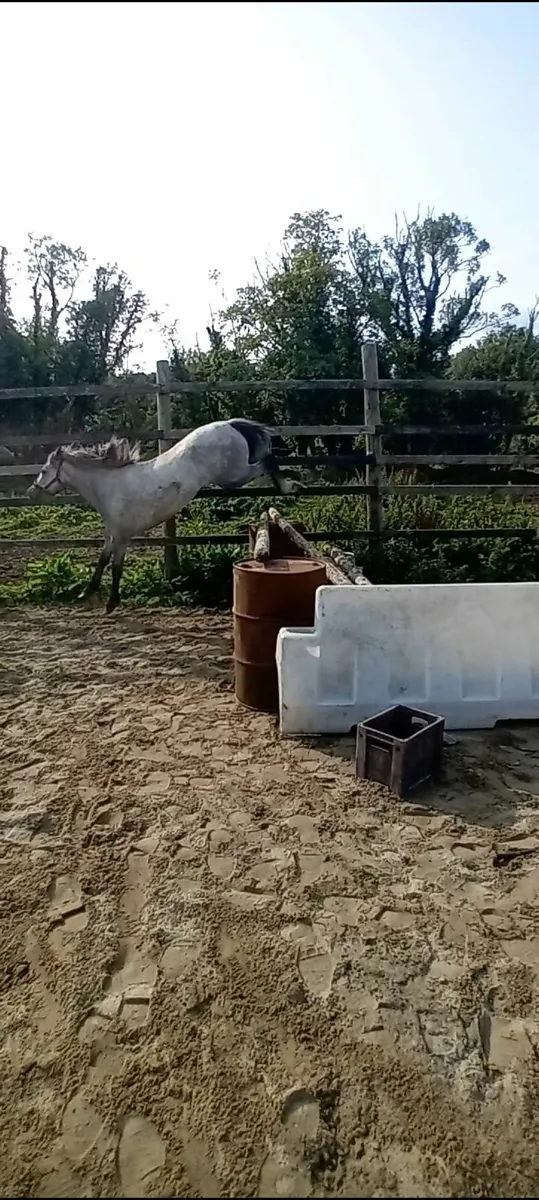 Jumping Pony - Image 3