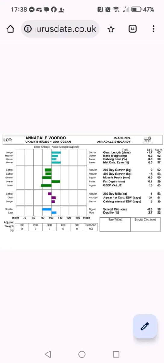 Quality Limousin Bull - Image 2