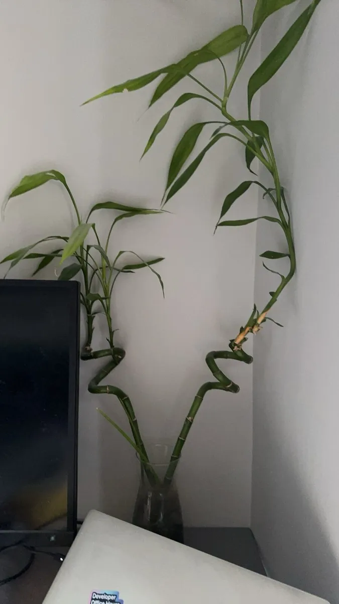 Lucky bamboo / Dracaena sanderiana