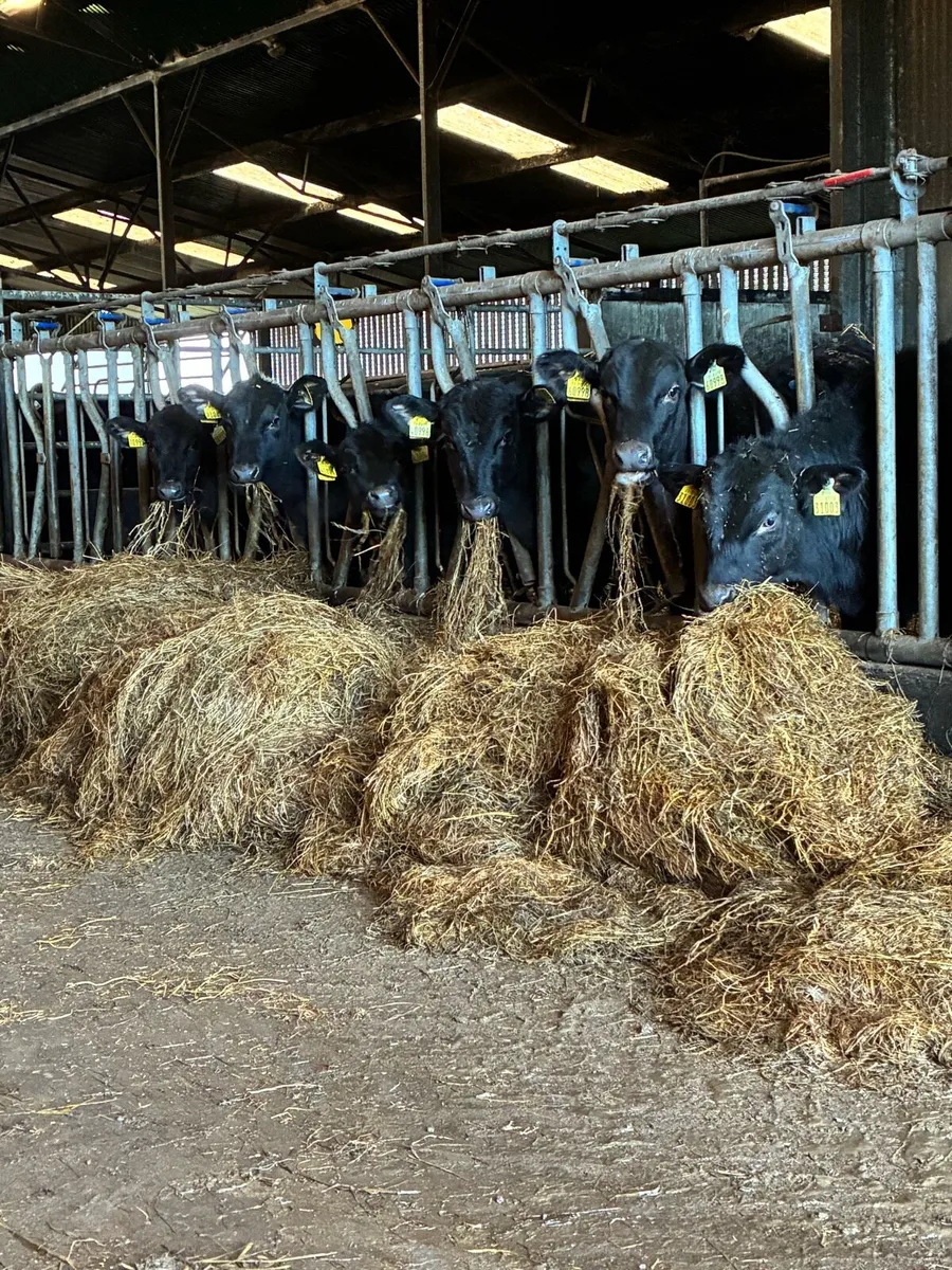 24 Angus weanlings Aibred for sale in macroom mart - Image 1