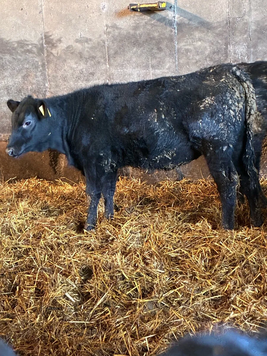 24 Angus weanlings Aibred for sale in macroom mart - Image 3