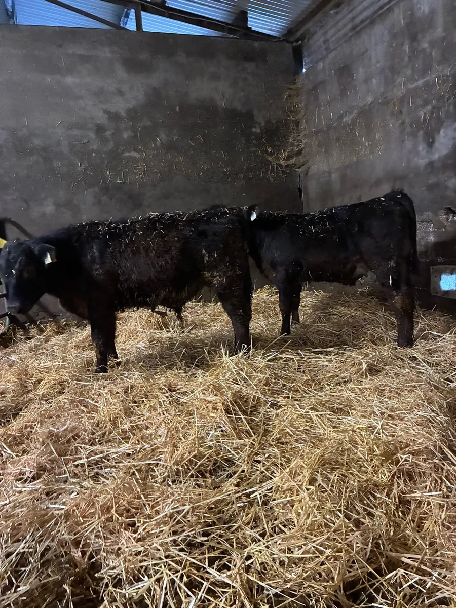 24 Angus weanlings Aibred for sale in macroom mart - Image 4