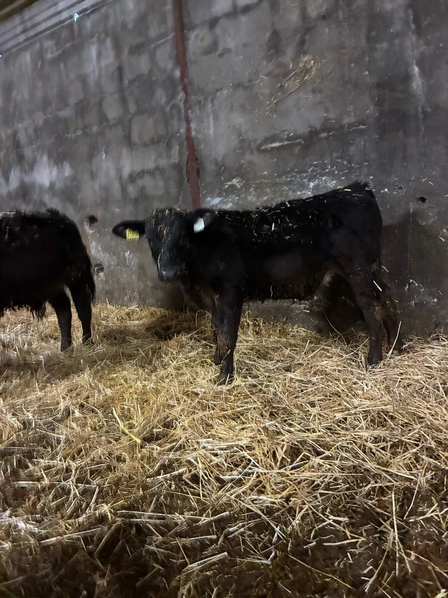 24 Angus weanlings Aibred for sale in macroom mart - Image 2