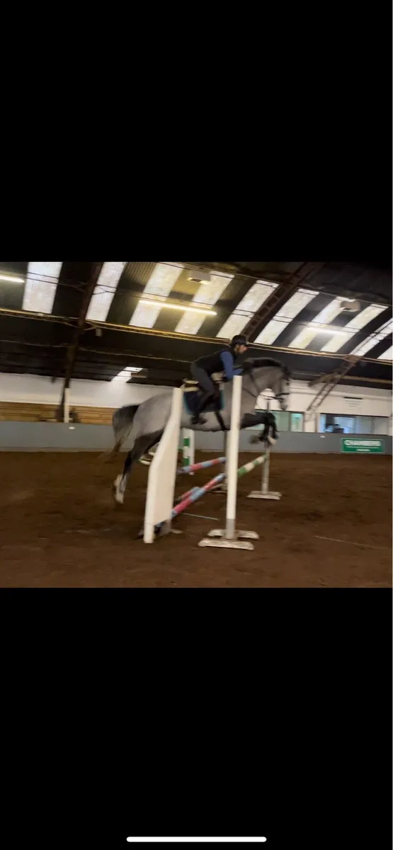 TIH,16.2h mare, 5 yo - Image 3