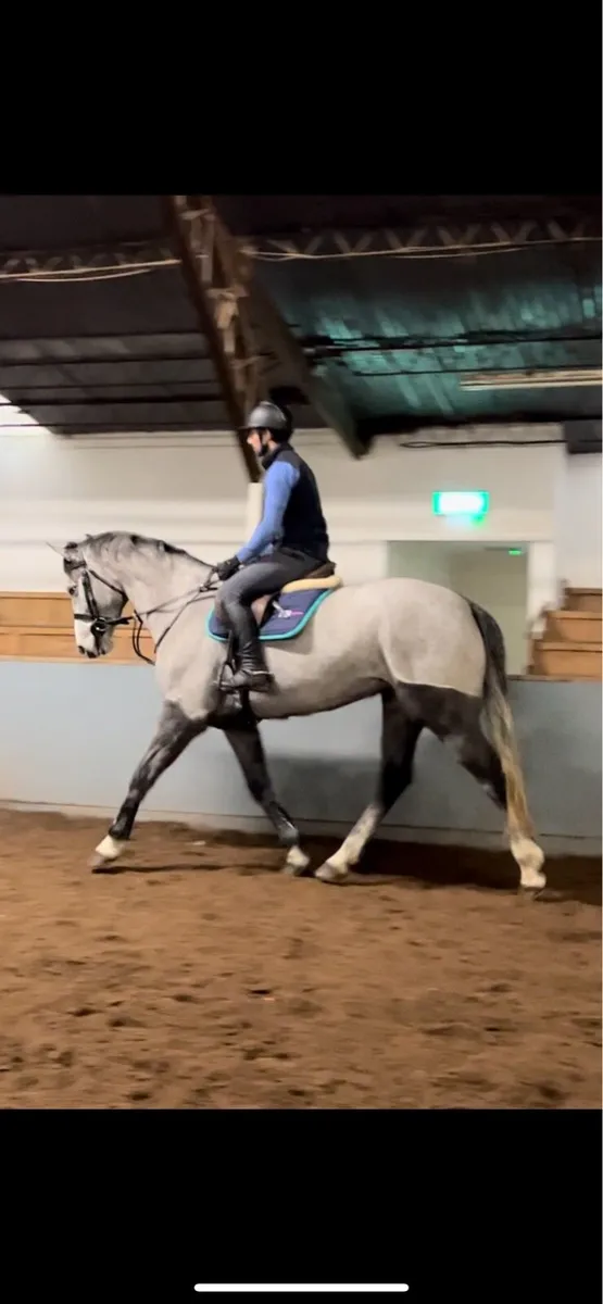 TIH,16.2h mare, 5 yo - Image 4