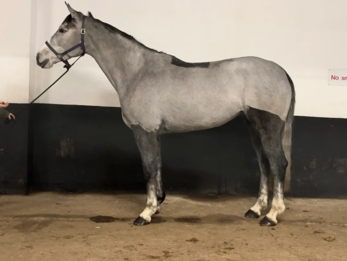 TIH,16.2h mare, 5 yo - Image 1