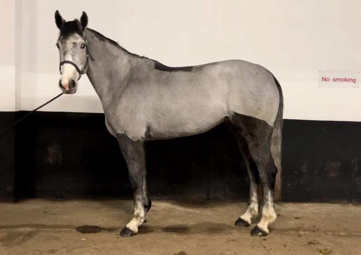 TIH,16.2h mare, 5 yo - Image 2