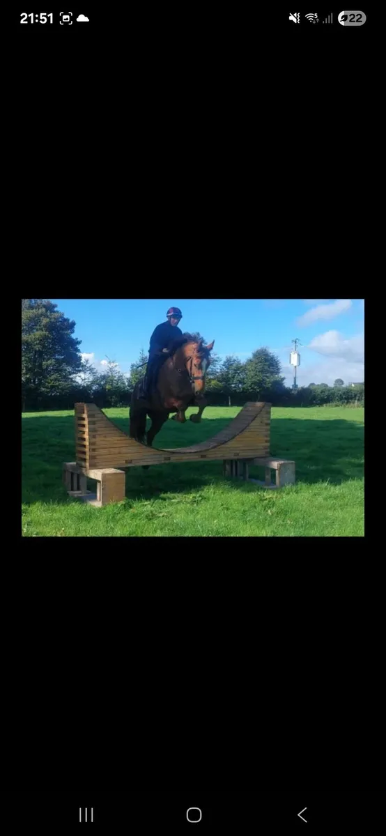 Full ID mare 6yo - Image 1