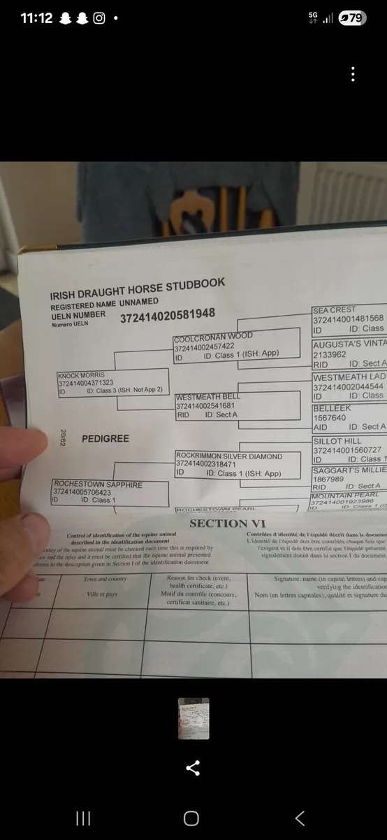 Full ID mare 6yo - Image 2