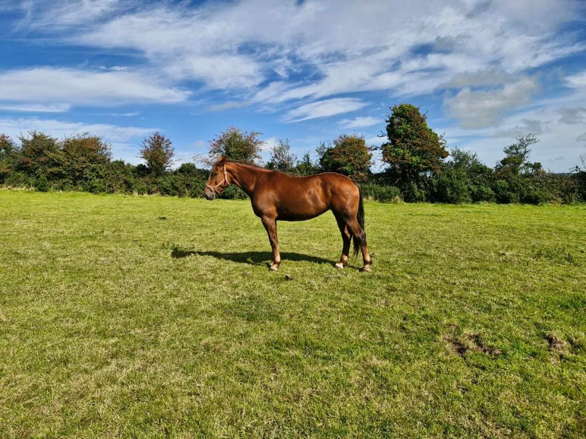 Full ID mare 6yo - Image 3