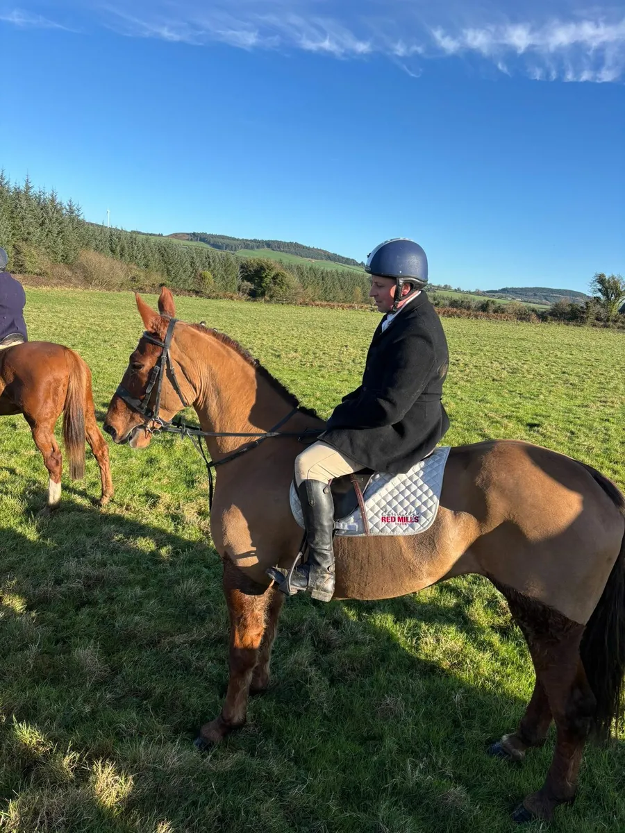 Full ID mare 6yo - Image 4