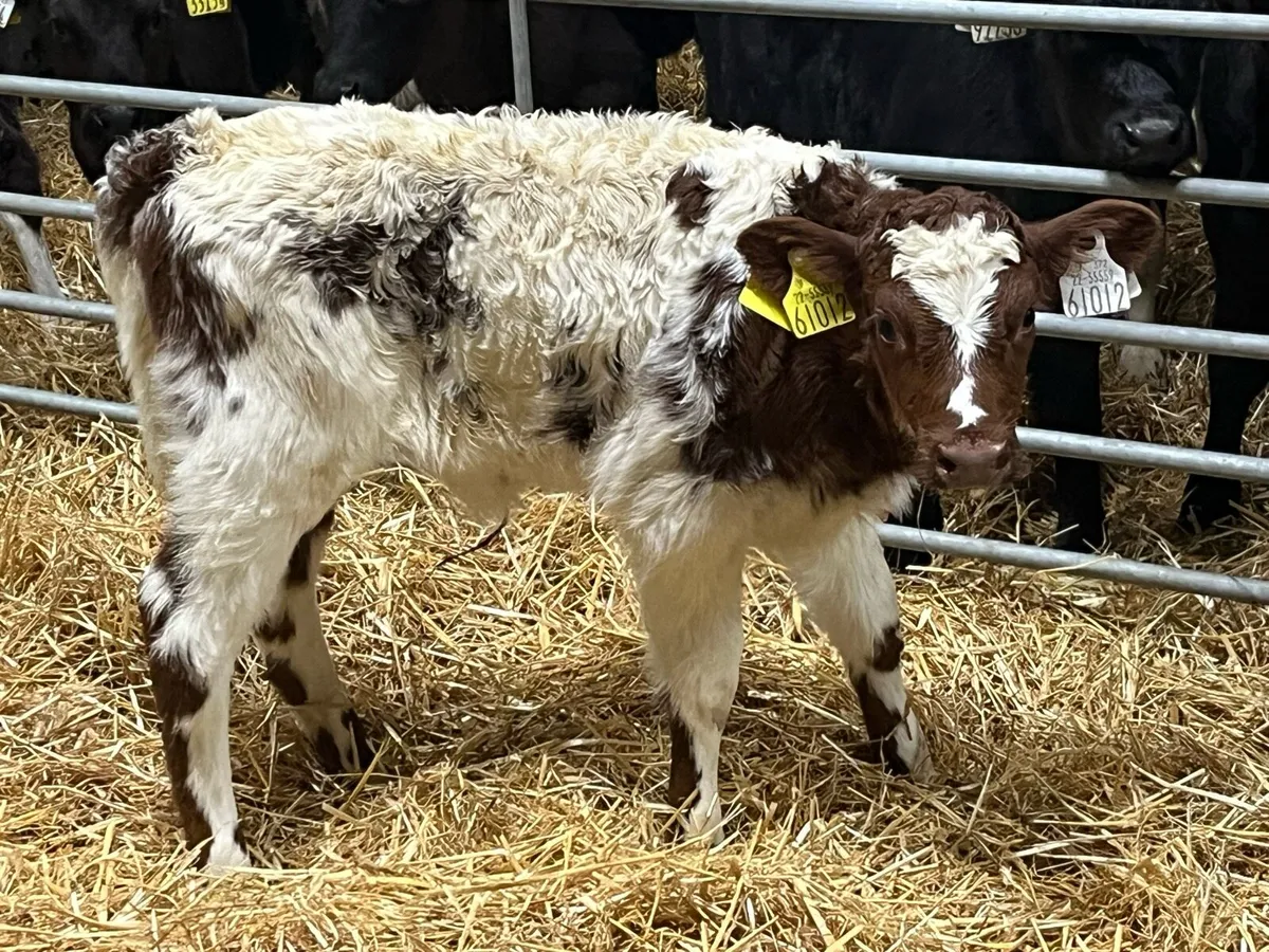 😍 Super Shorthorn Heifer Calf 😍 - Image 3