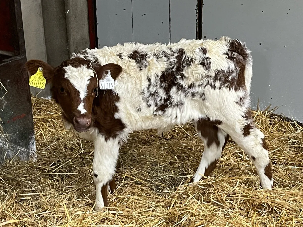 😍 Super Shorthorn Heifer Calf 😍 - Image 1
