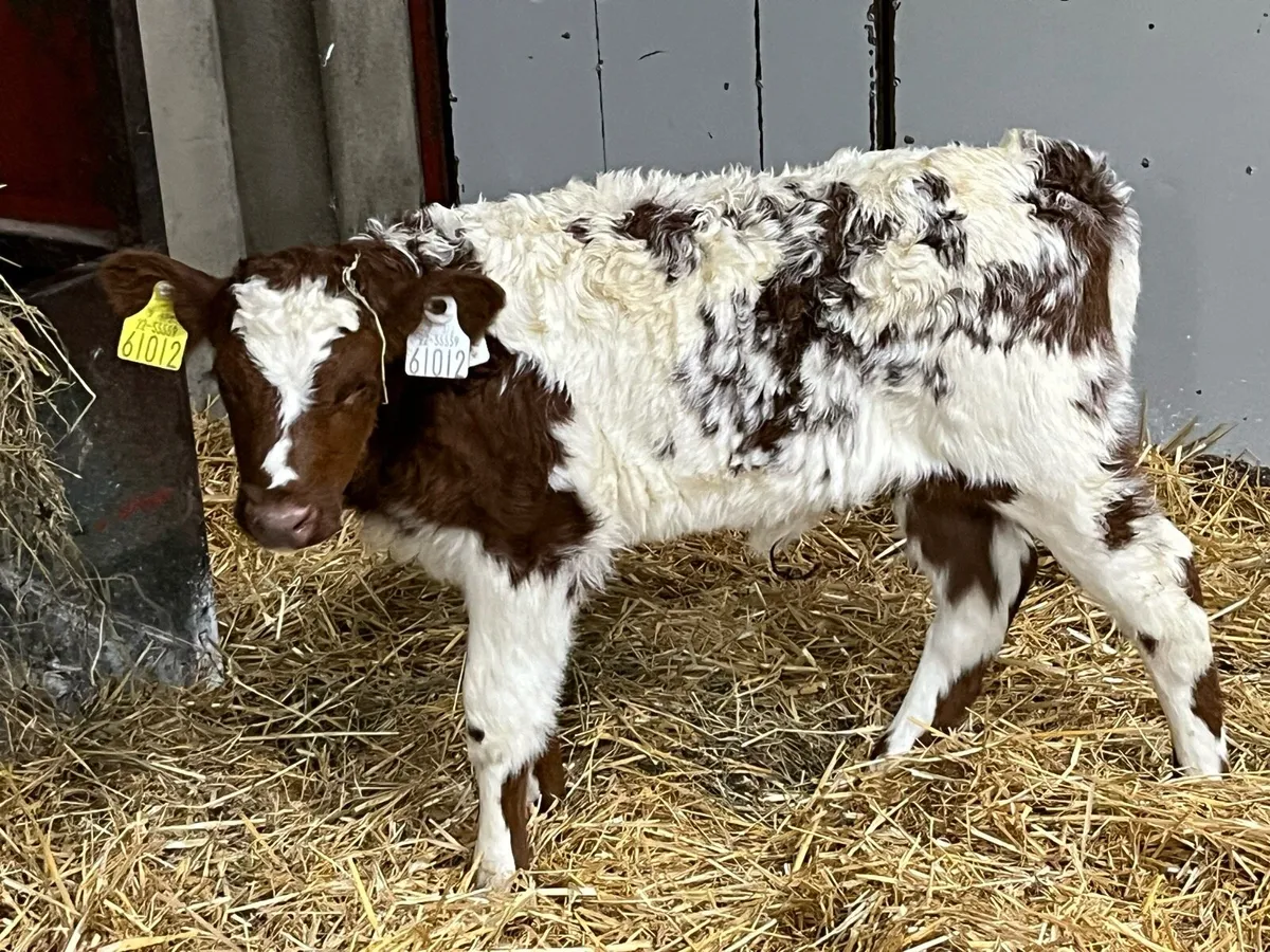 😍 Super Shorthorn Heifer Calf 😍 - Image 2