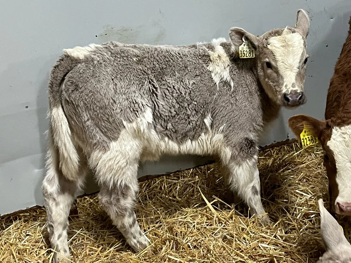 Super CH Heifer Calves - Image 1