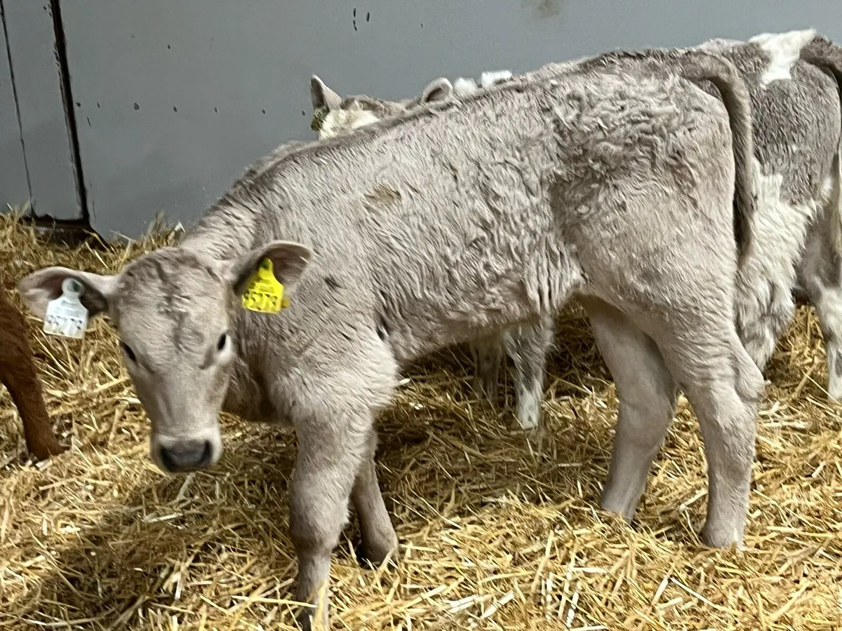 Super CH Heifer Calves - Image 2