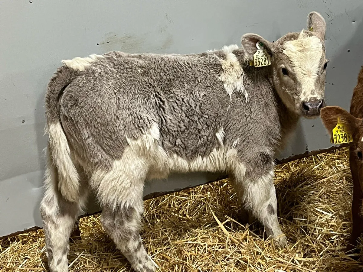 Super CH Heifer Calves - Image 3