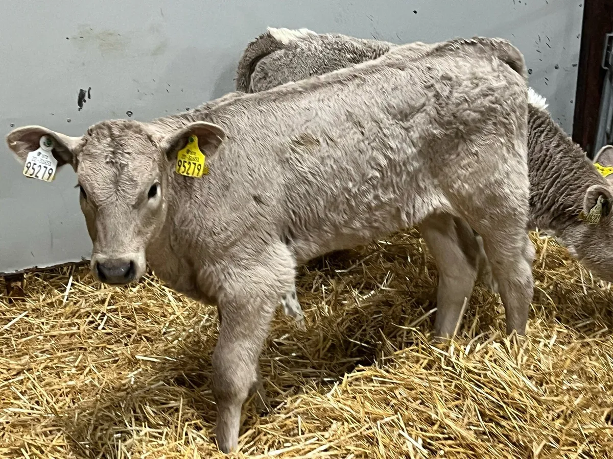 Super CH Heifer Calves - Image 4