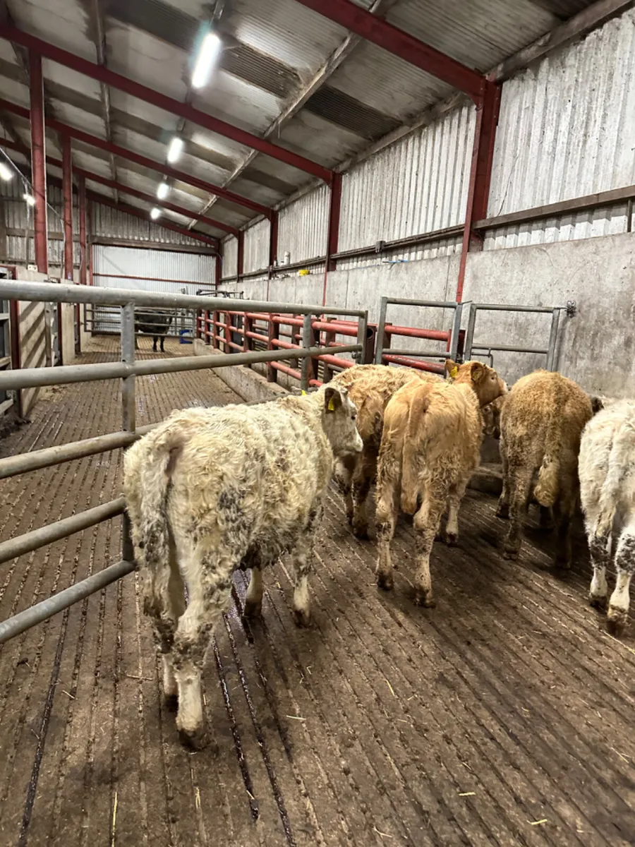 Charolais heifers - Image 3