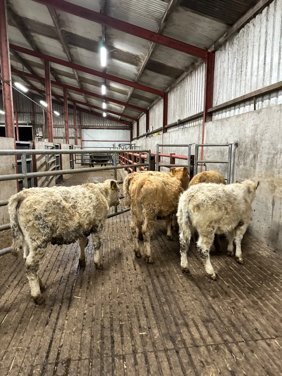 Charolais heifers - Image 2