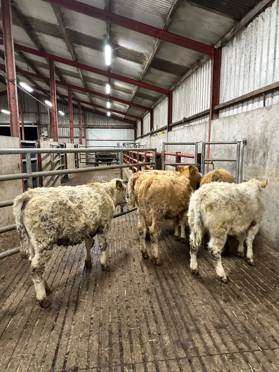 Charolais heifers - Image 1