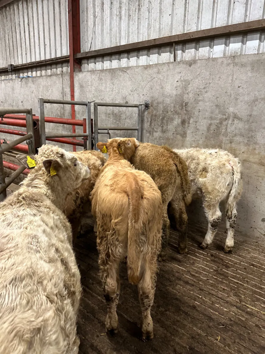 Charolais heifers - Image 4