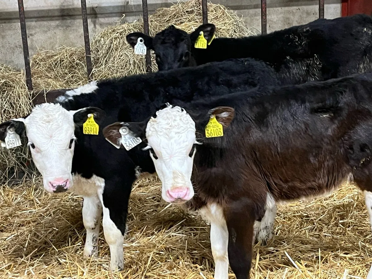 Super 2 Month Old Black Whitehead Heifer Calves - Image 2