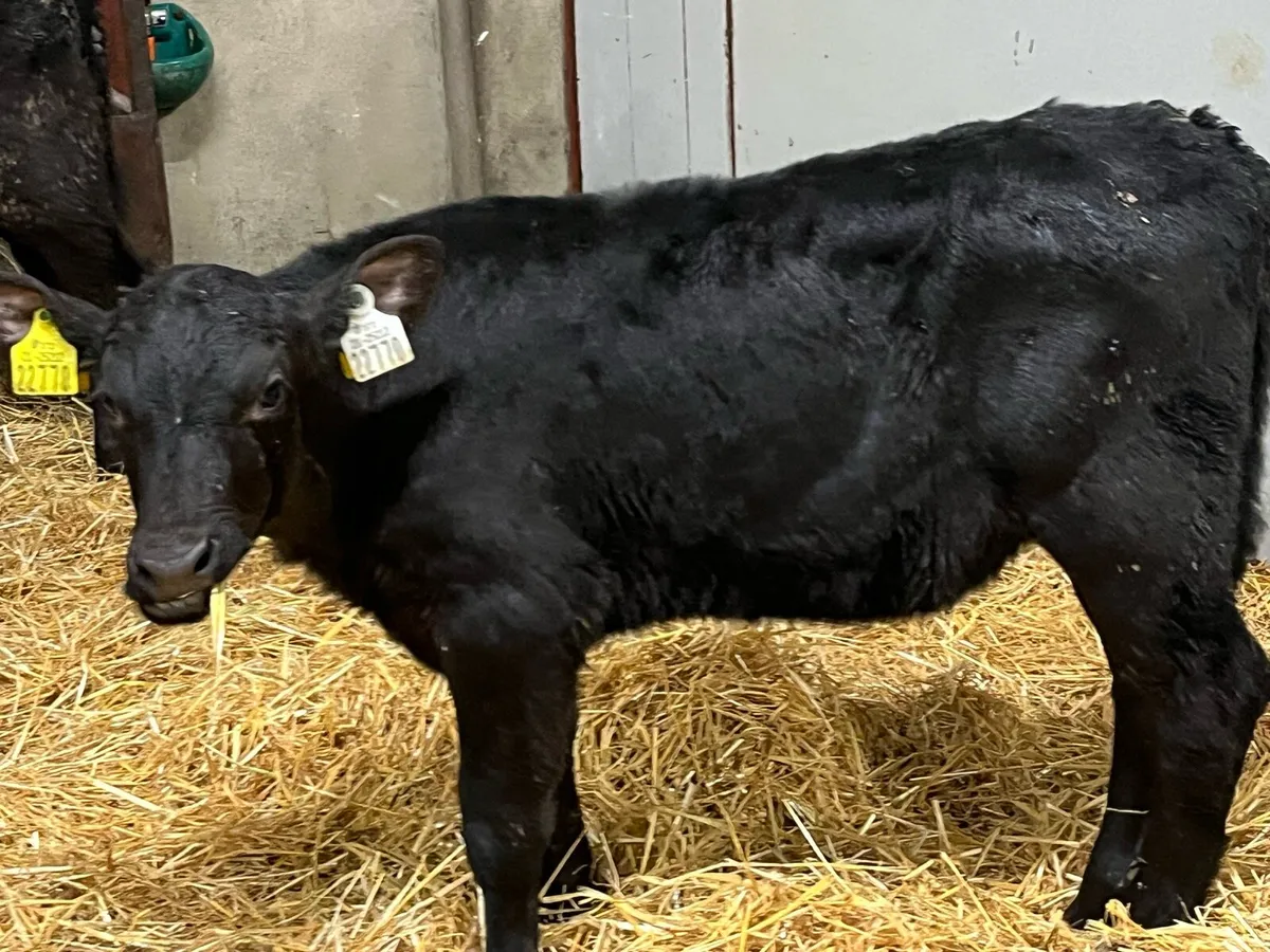 Super 2 Month Old Black Whitehead Heifer Calves - Image 4