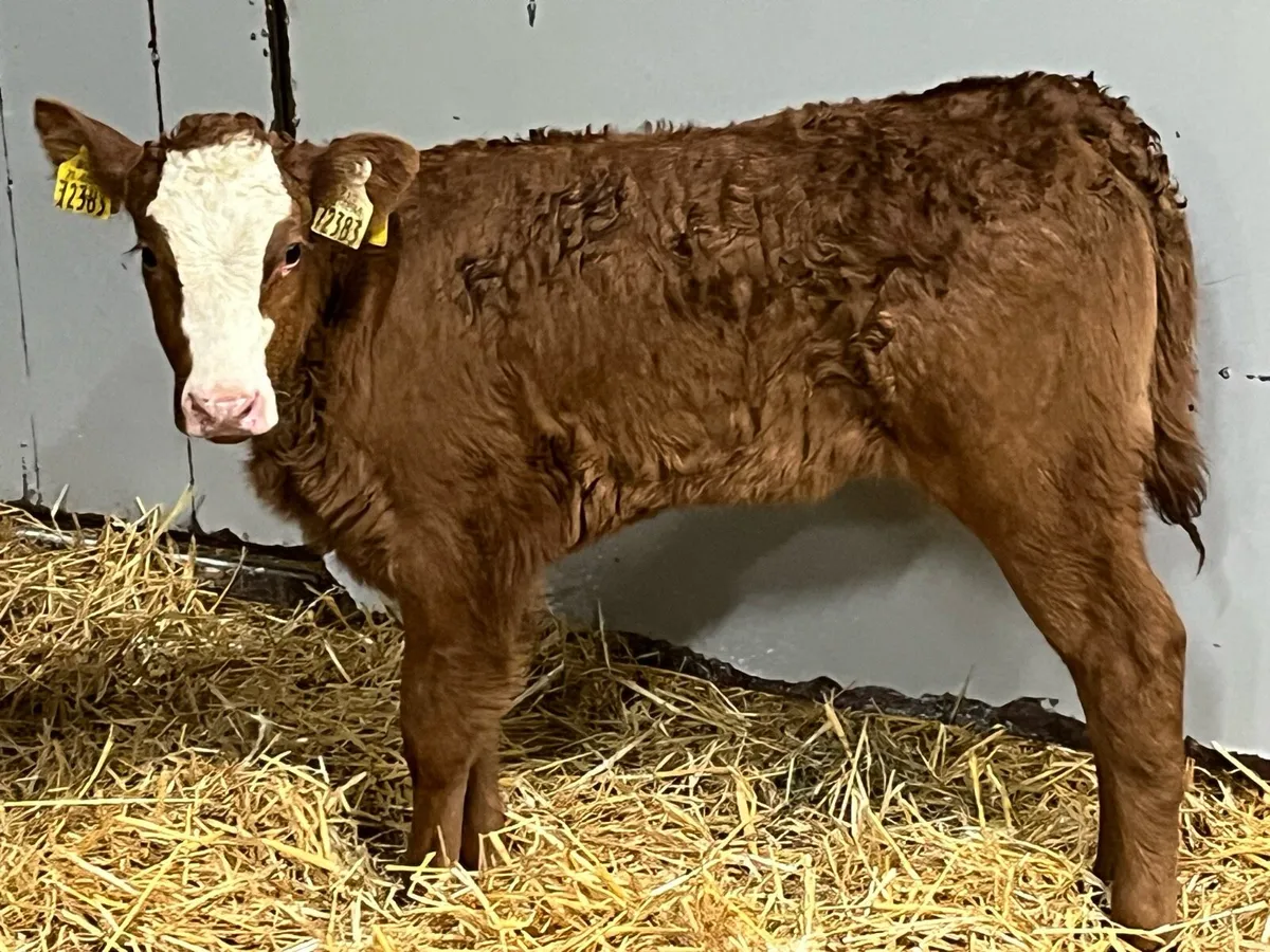 Super Suckler Bred Red LIM Heifer Calves - Image 1