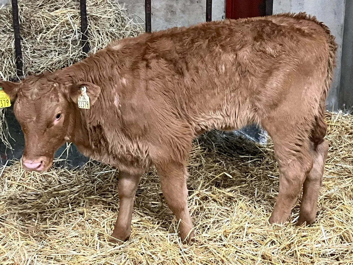 Super Suckler Bred Red LIM Heifer Calves - Image 3