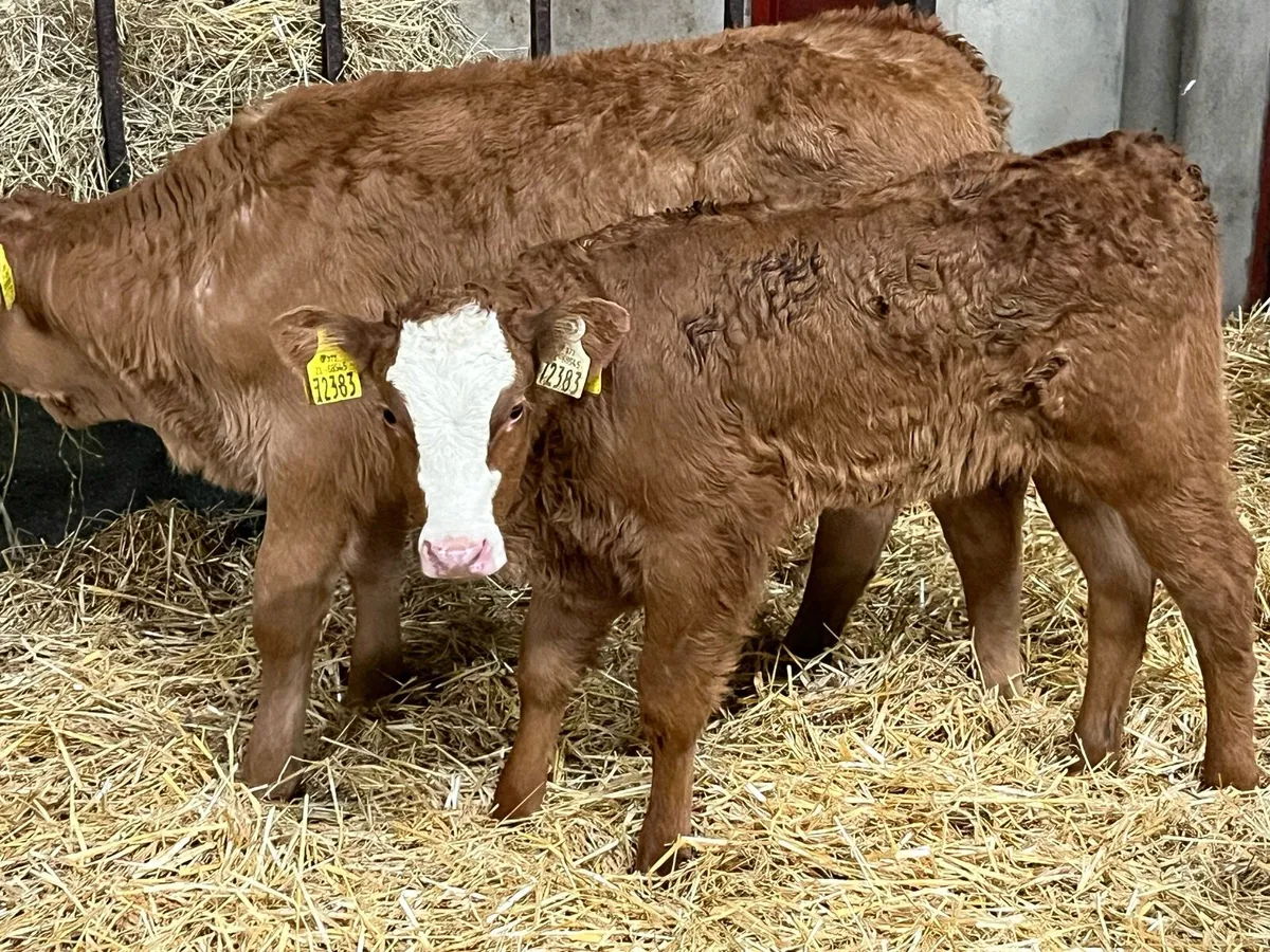 Super Suckler Bred Red LIM Heifer Calves - Image 2