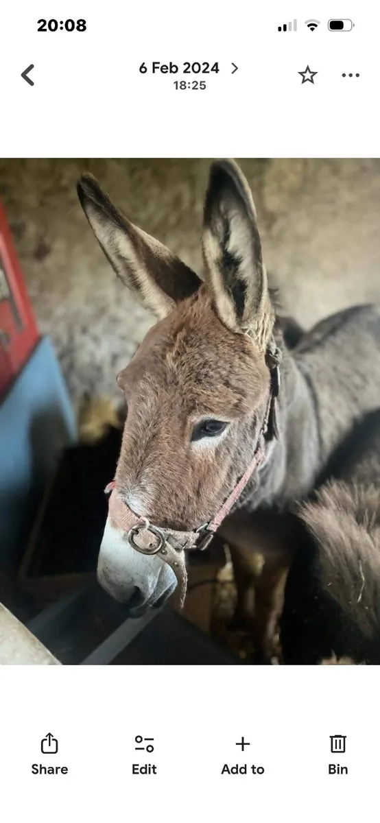Pet donkeys - Image 1