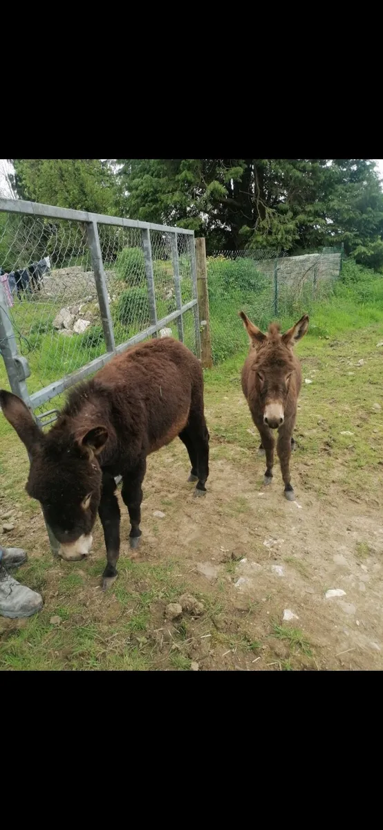Pet donkeys - Image 2
