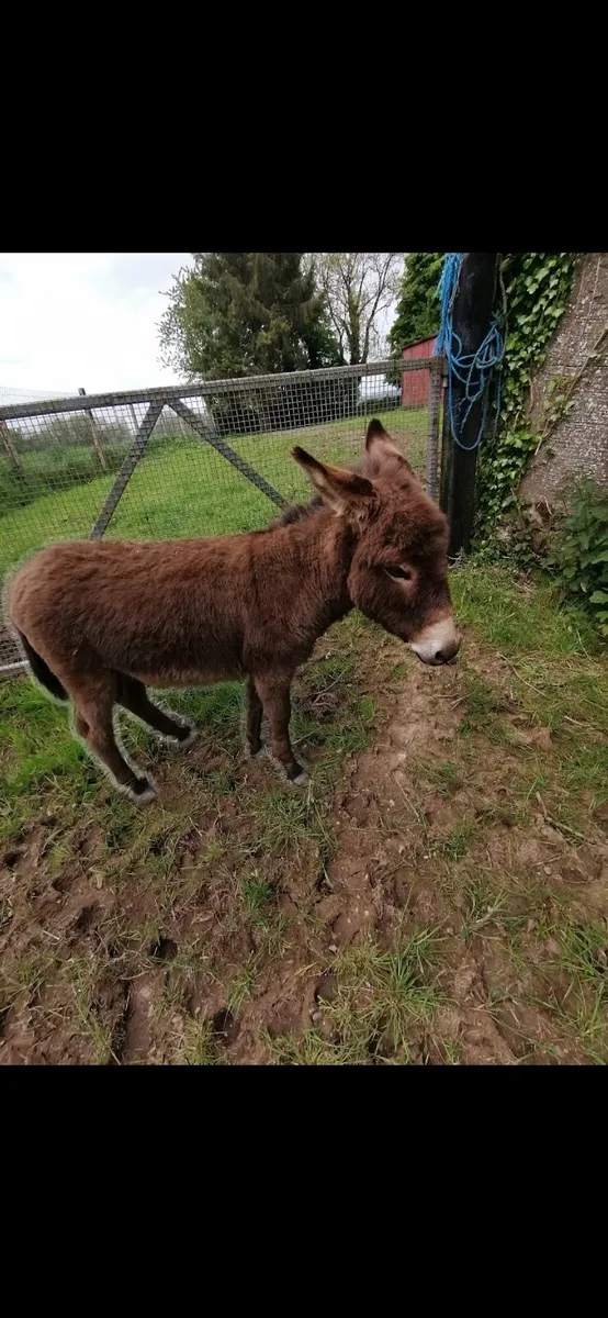 Pet donkeys - Image 4