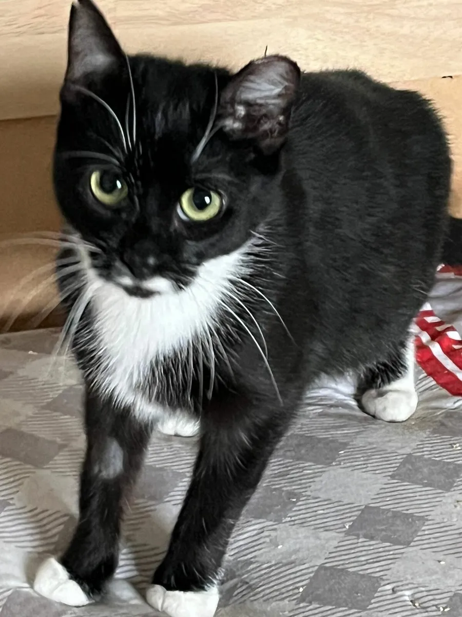 Boss 1.5 yo female - Image 2