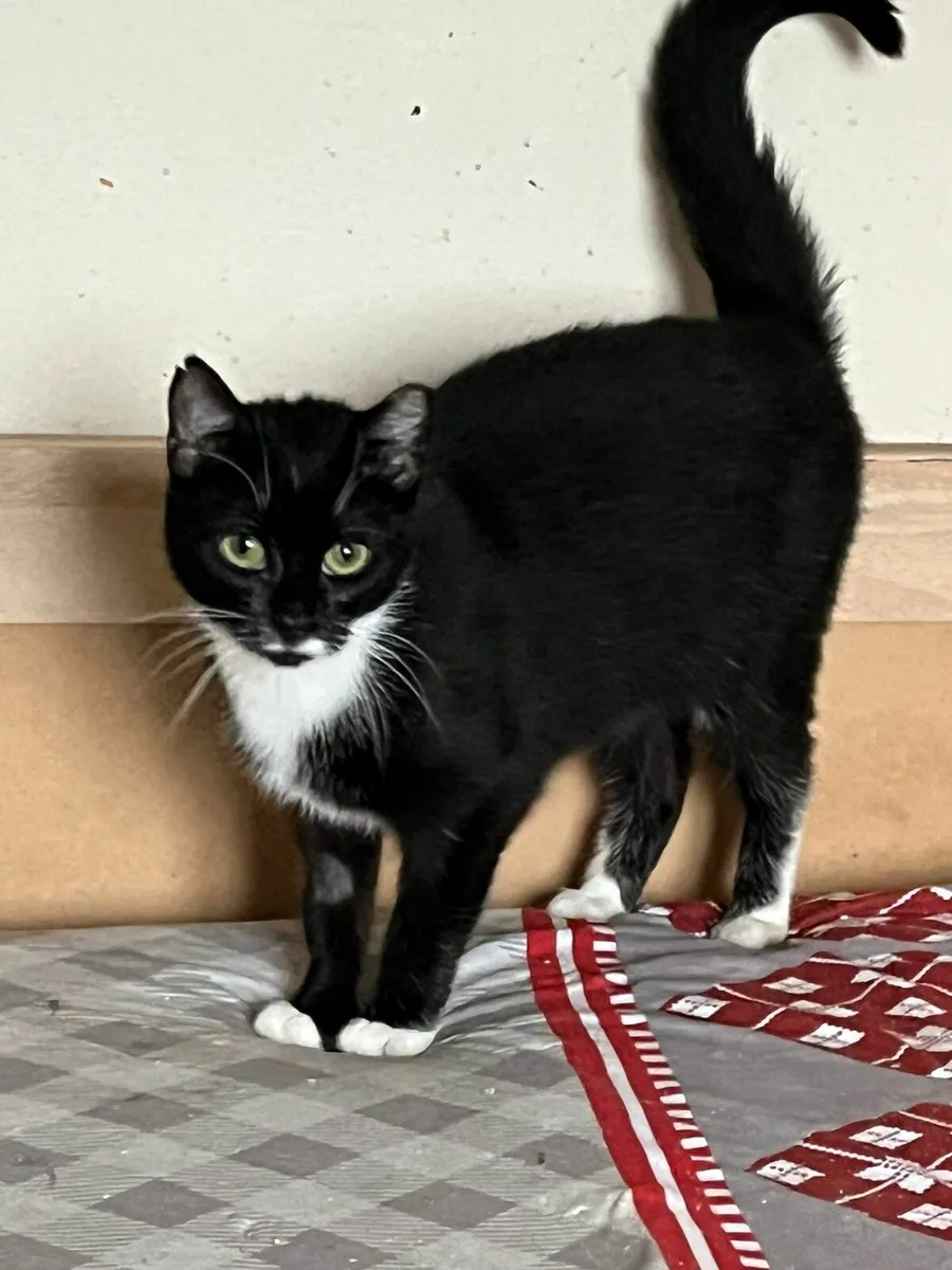 Boss 1.5 yo female - Image 3