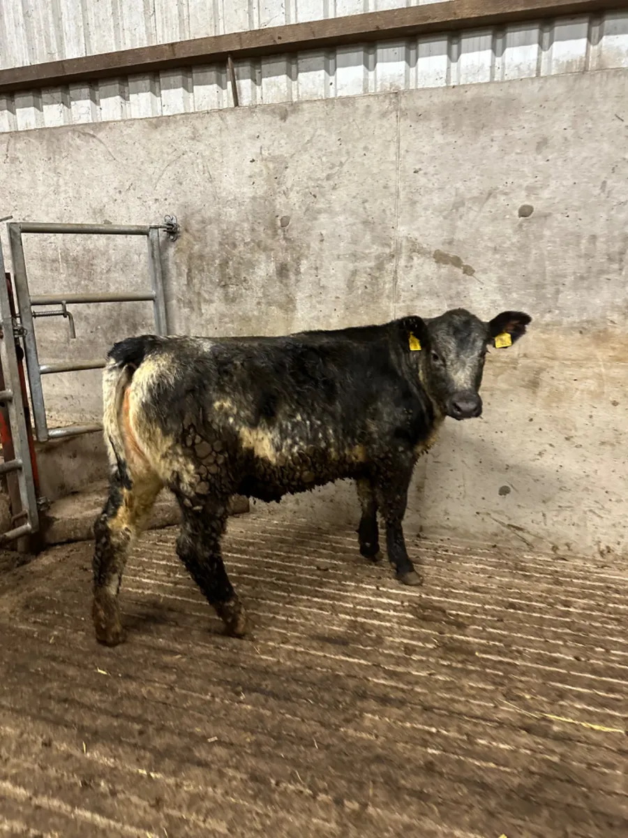 Blue grey saler heifer - Image 2