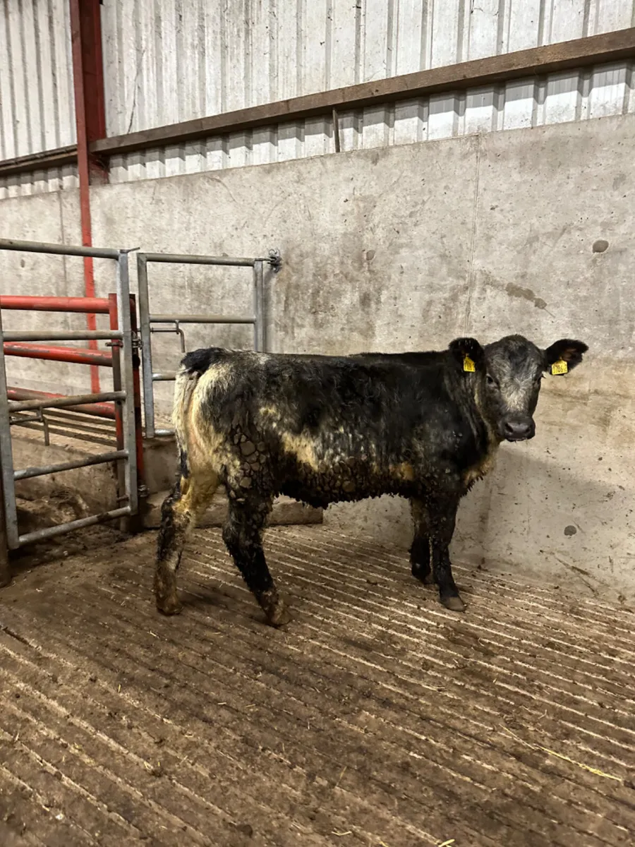 Blue grey saler heifer - Image 1