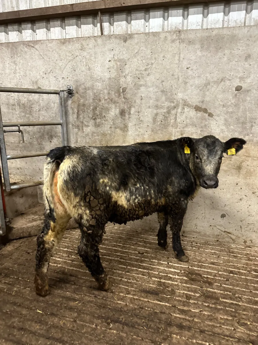 Blue grey saler heifer - Image 3