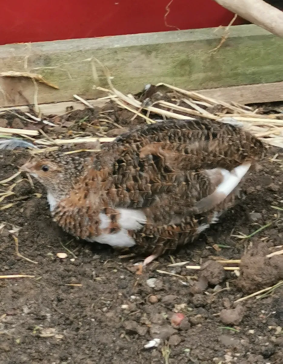 Quail - Image 3