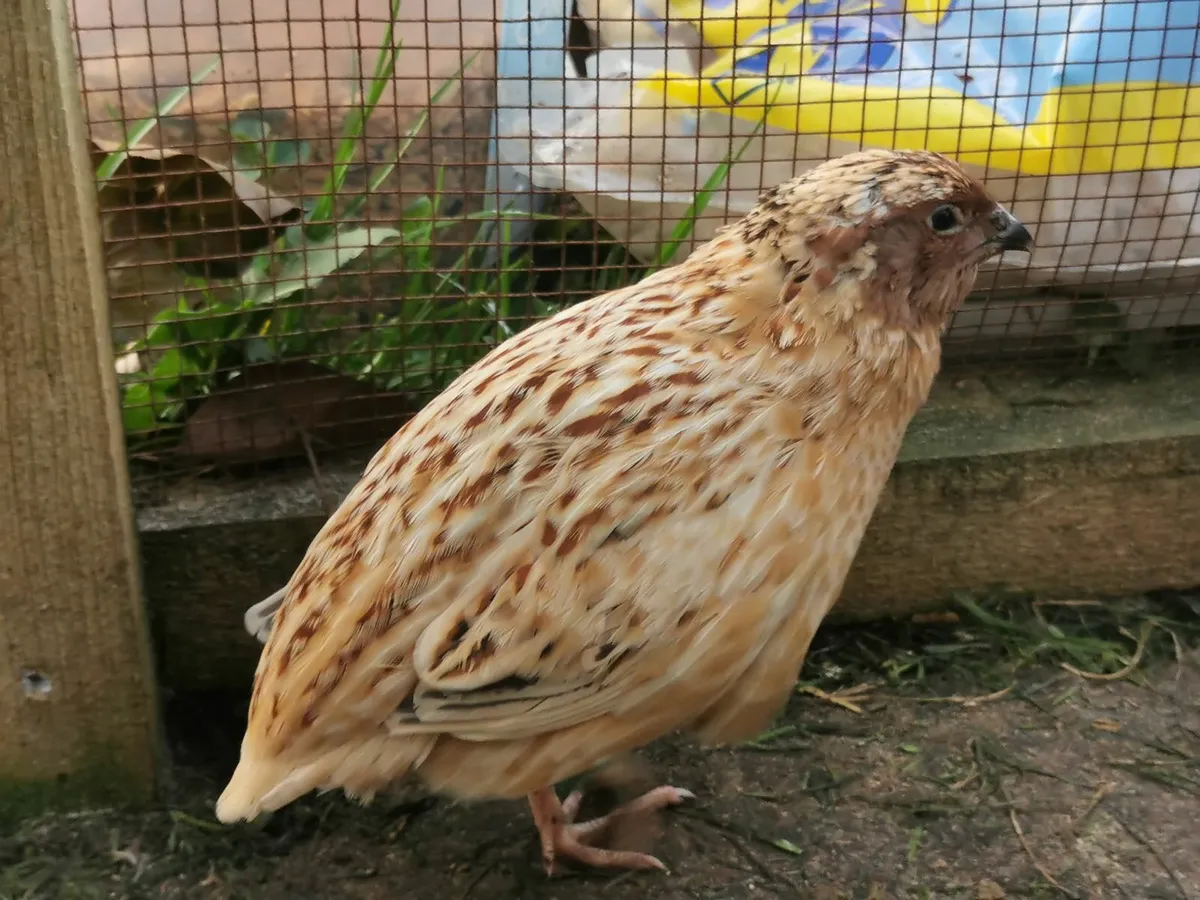 Quail - Image 4