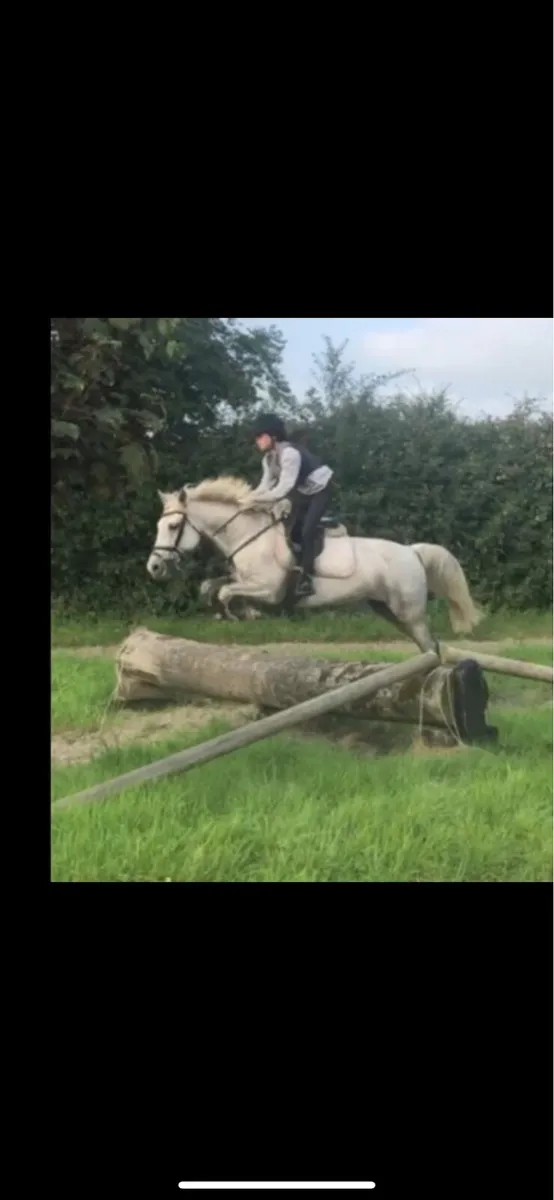 148 experienced pony - Image 3