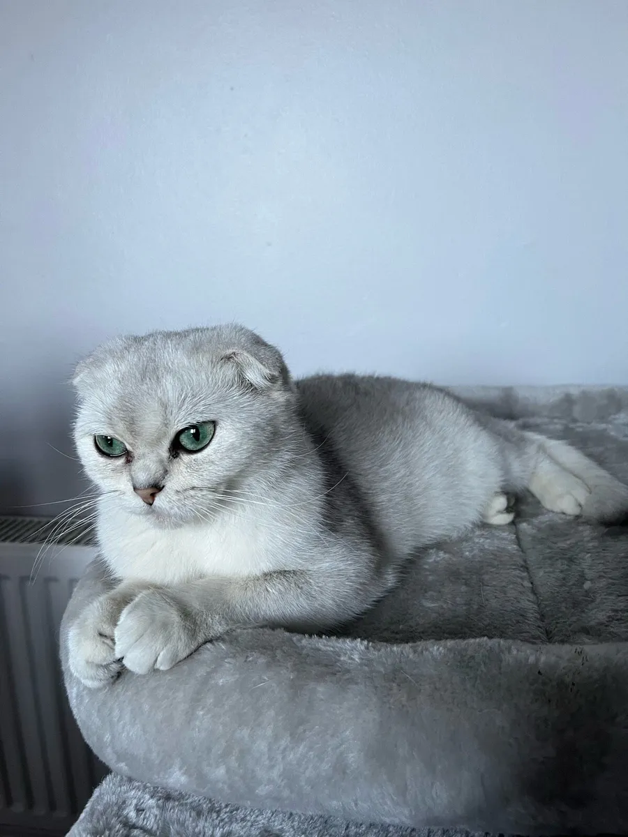 Scottish fold female - Image 3