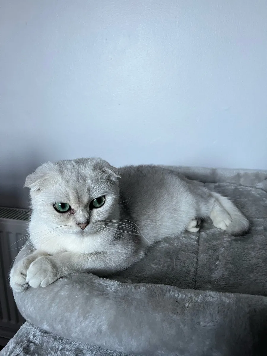 Scottish fold female - Image 4