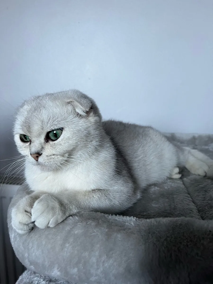Scottish fold female - Image 1