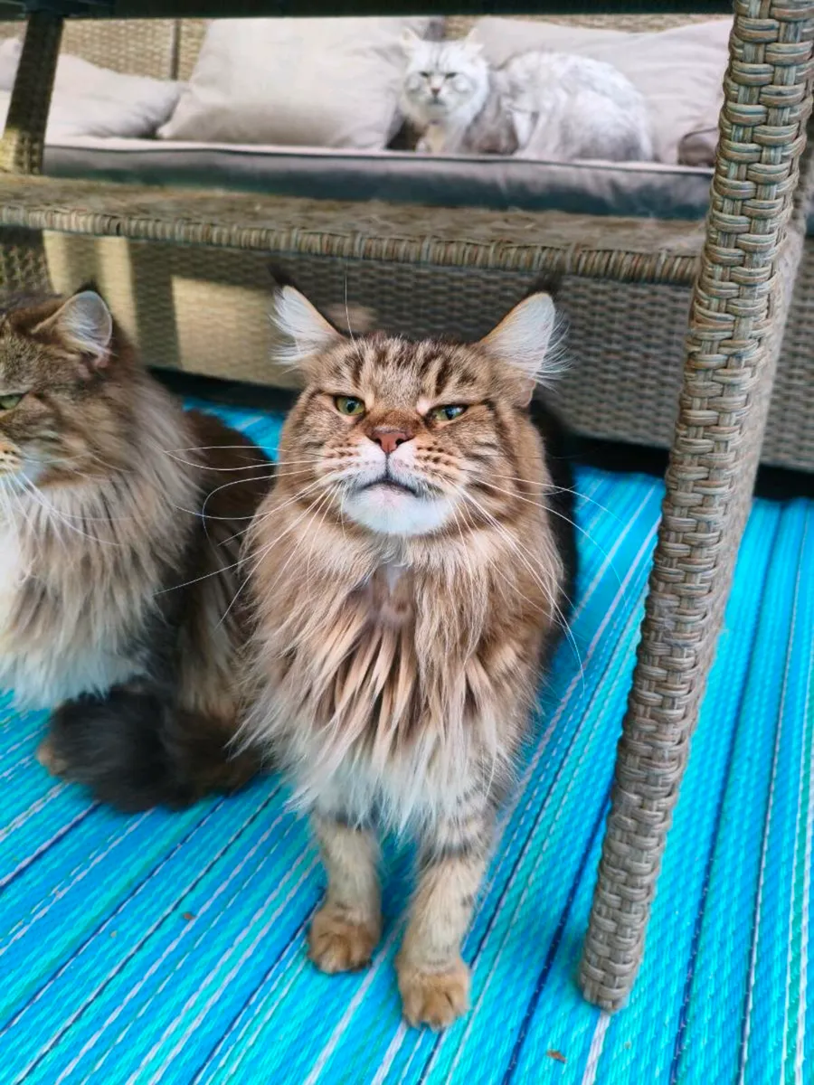 Maine coon adult girl  pedigree and registered - Image 1