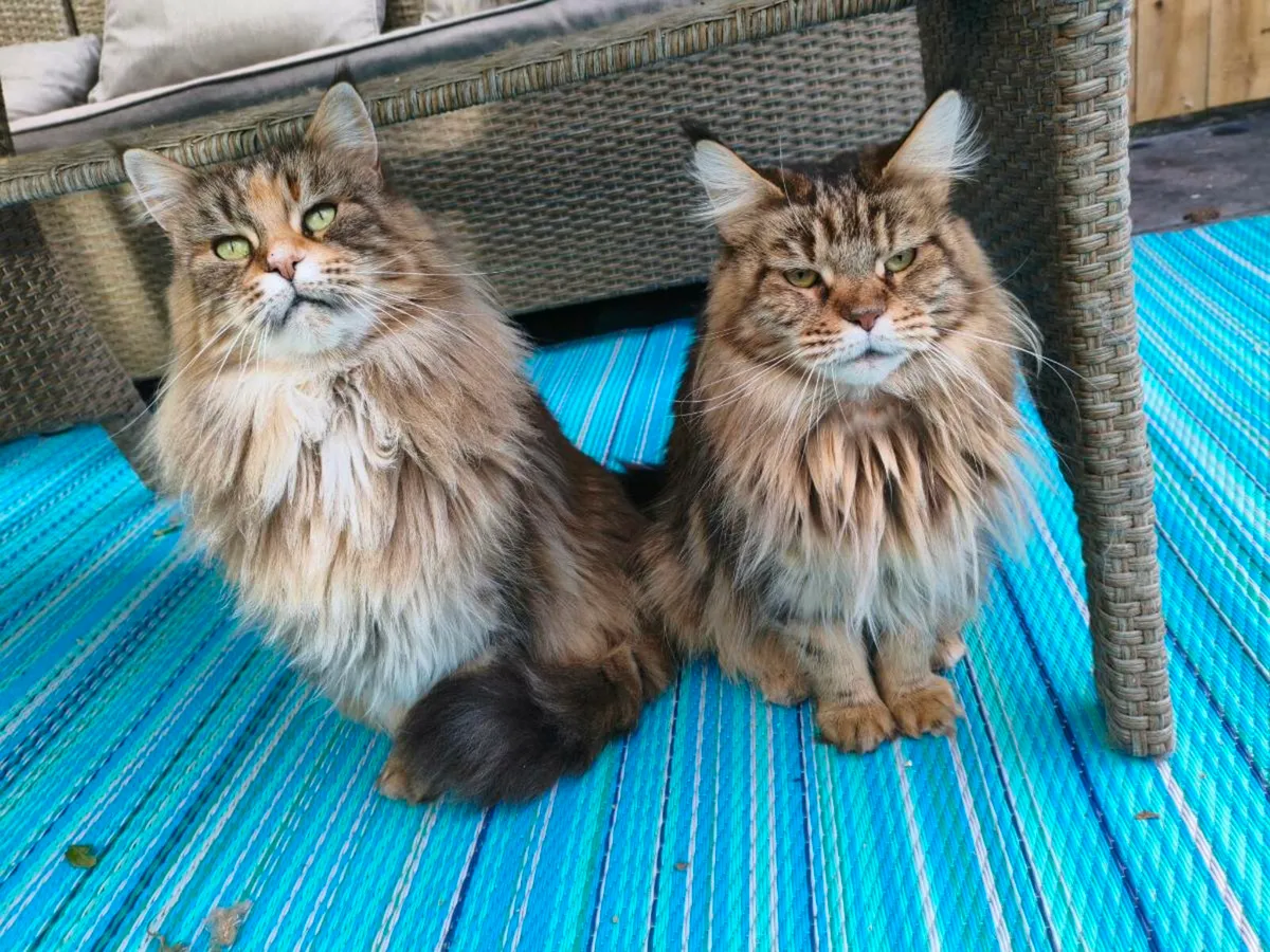 Maine coon adult girl  pedigree and registered - Image 3