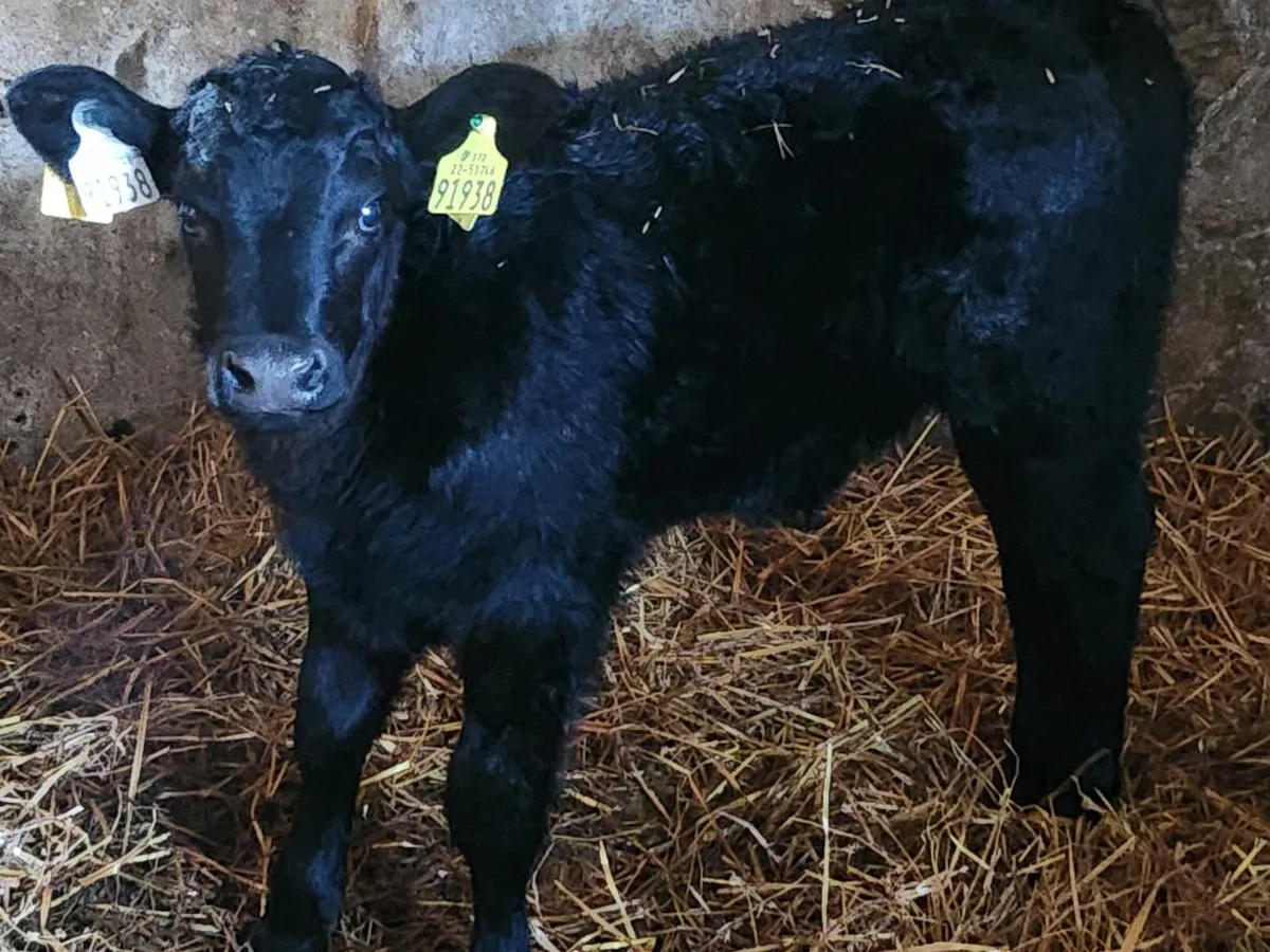 Aa calf - Image 1